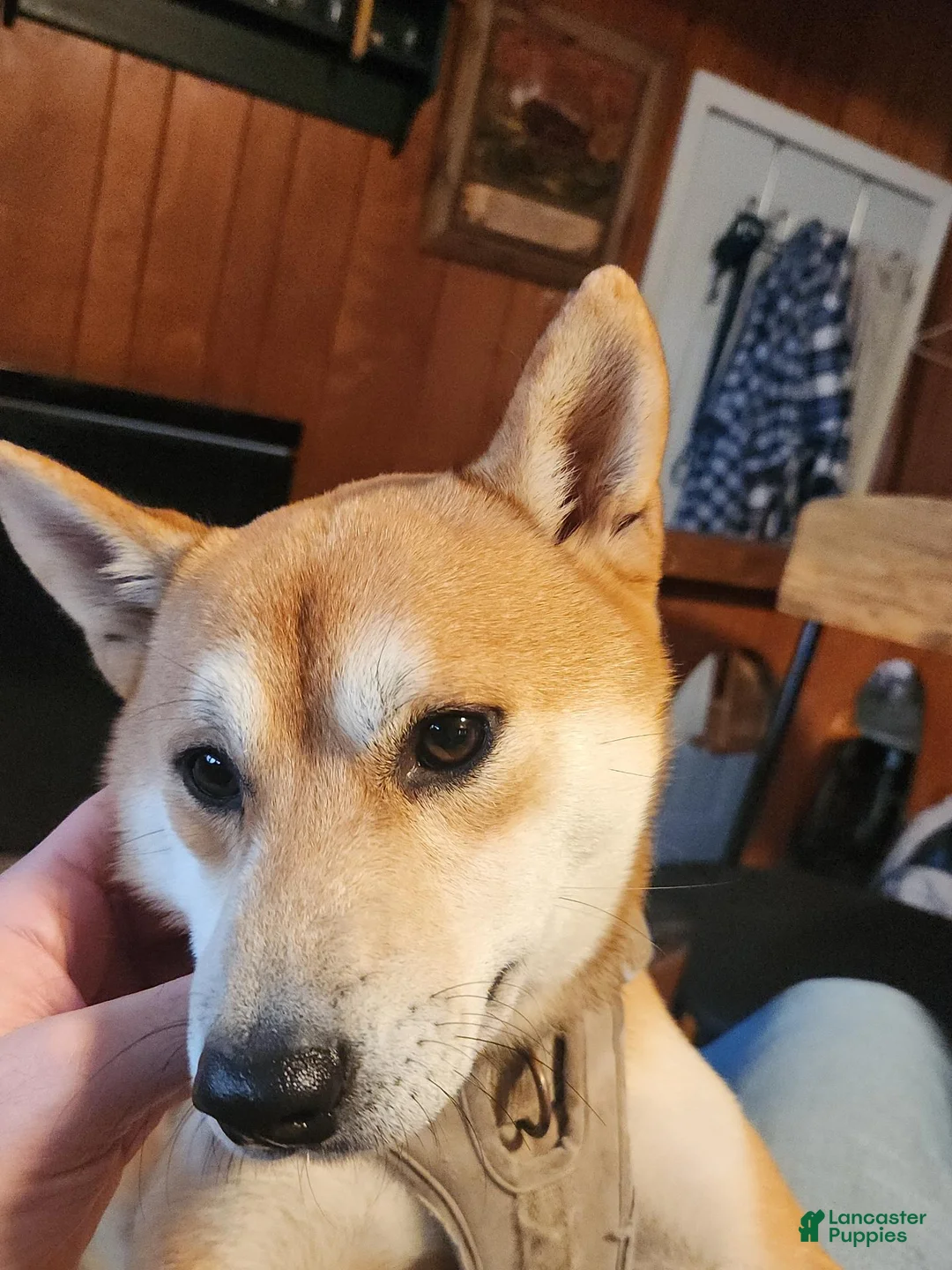 Shiba Inu dogs for stud: Looking for a female to breed - Ad 2