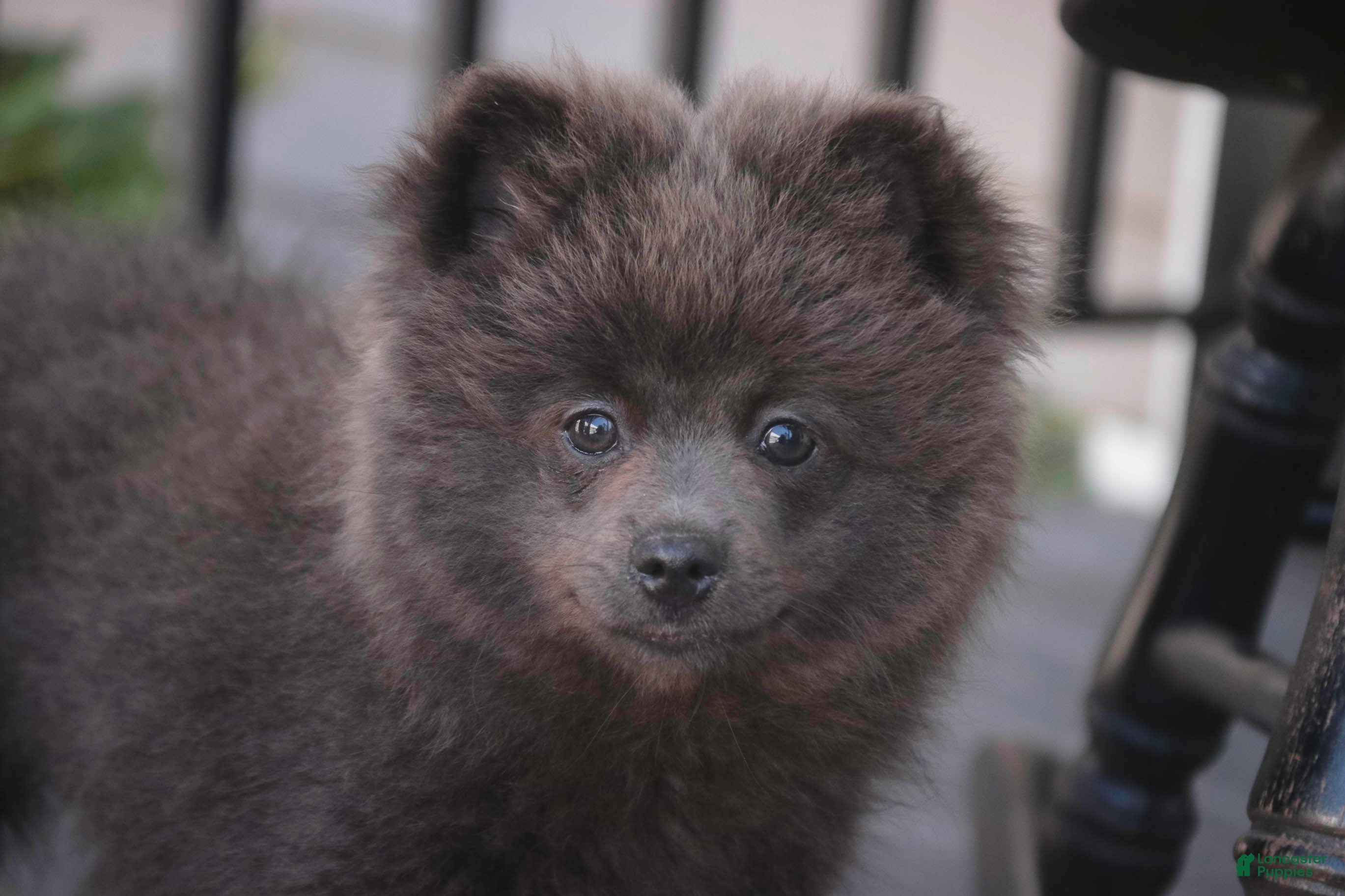 Pomeranian dogs Bluey Pomeranian  - Ad 1