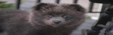 Bluey Pomeranian 