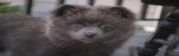 Pomeranian dogs for sale: Bluey Pomeranian  - Ad 1