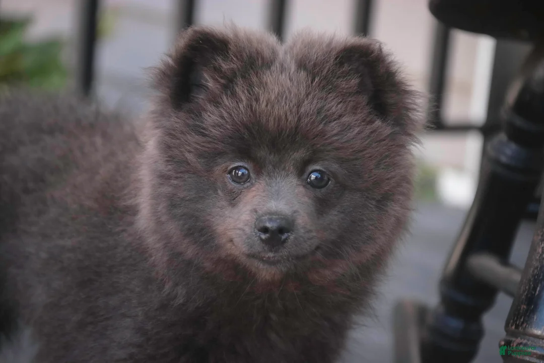 Pomeranian dogs for sale: Bluey Pomeranian  - Ad 1