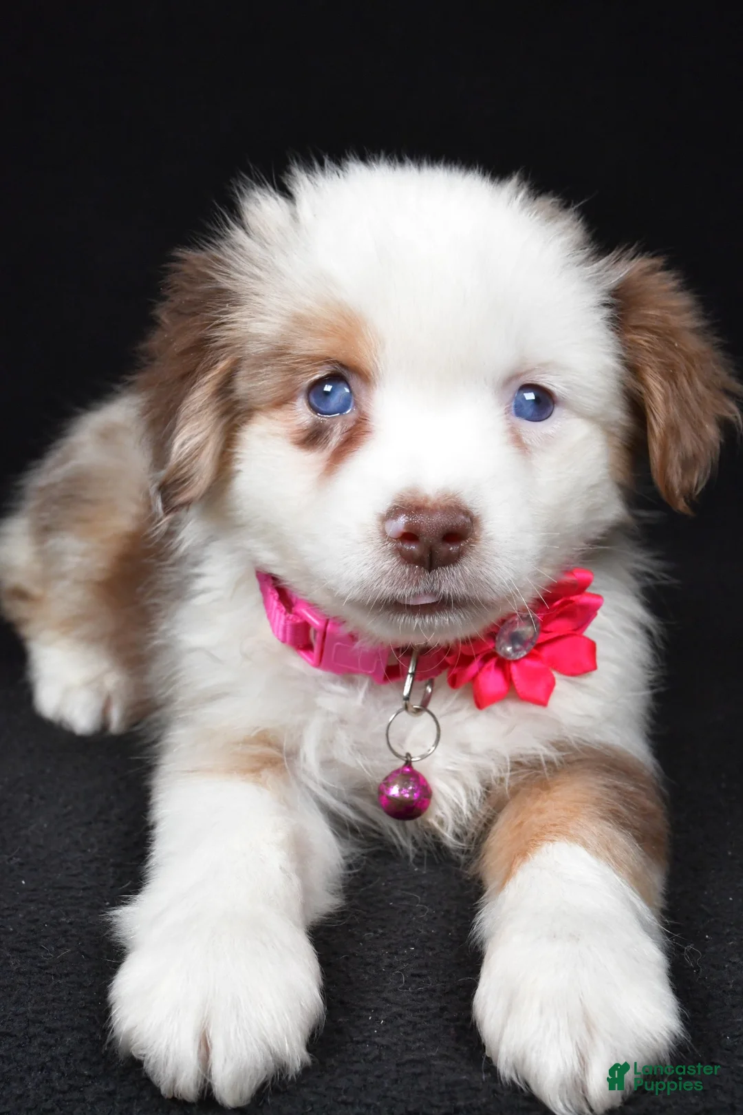 Miniature Australian Shepherd dogs for sale: Donna - Ad 2