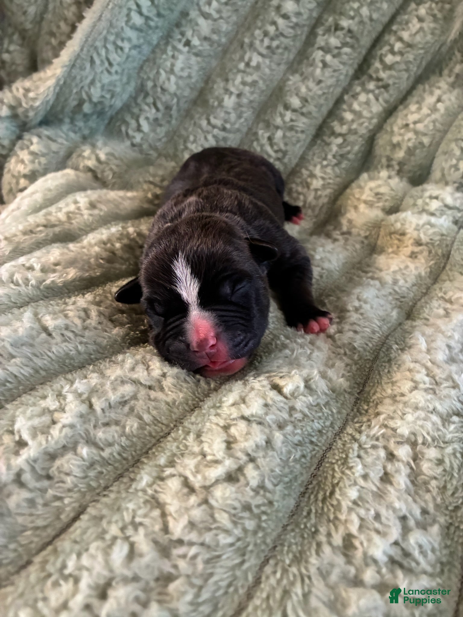 American Staffordshire Terrier dogs Boy 4 - Ad 5