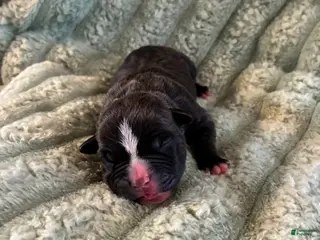 American Staffordshire Terrier dogs Boy 4 - Ad 5