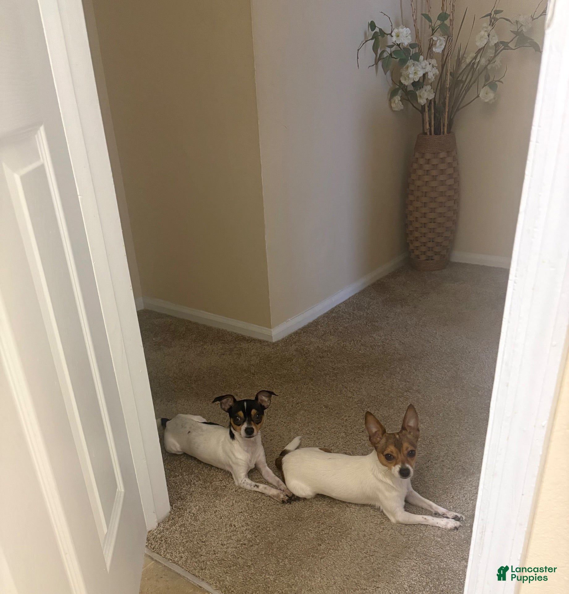 Mixed Breed dogs Khash - Ad 37