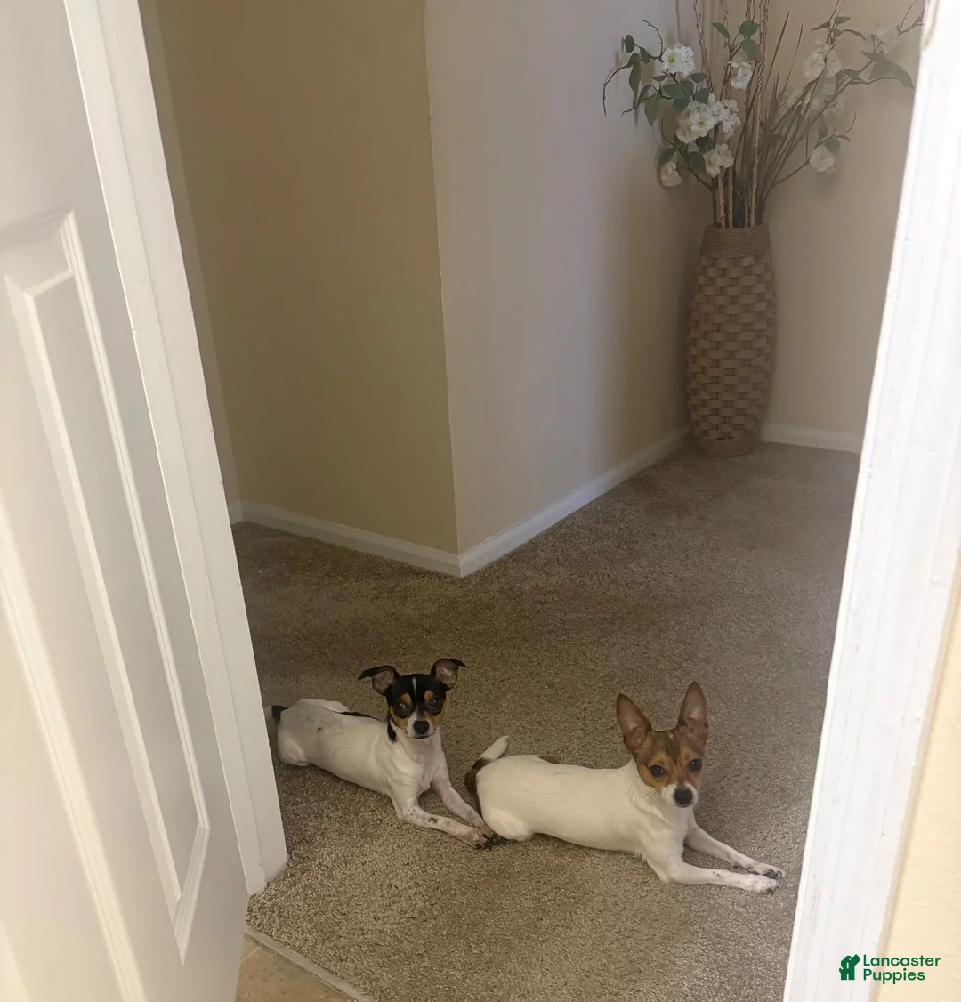 Mixed Breed dogs for sale: Khash - Ad 1