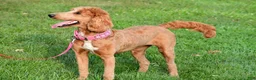 Standard Poodle dogs for sale: Lucy - Ad 11