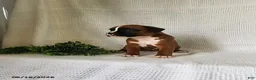 Boxer dogs for sale: Callie - Ad 3