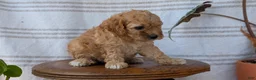 Cavapoo dogs for sale: Mya - Ad 9