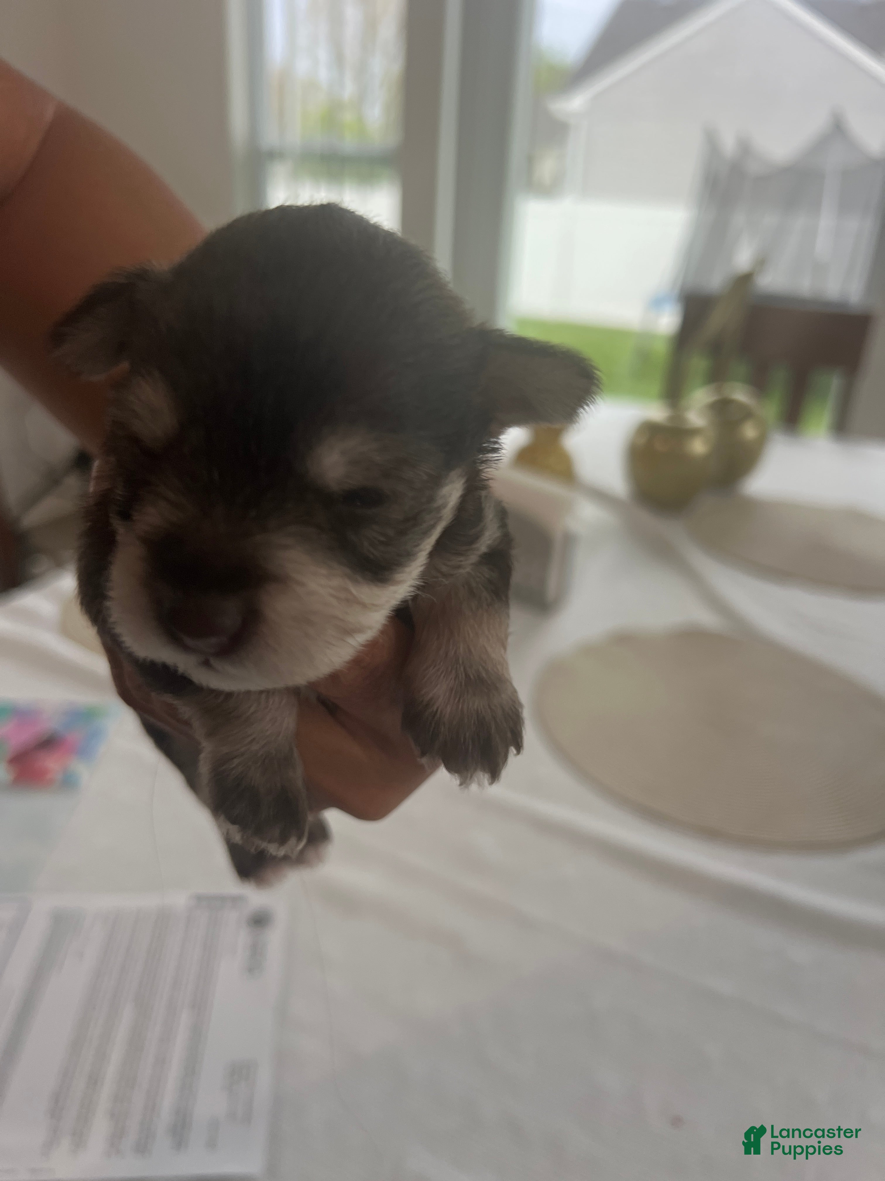 Miniature Schnauzer dogs Miniature Schnauzer Puppy 1 - Ad 39