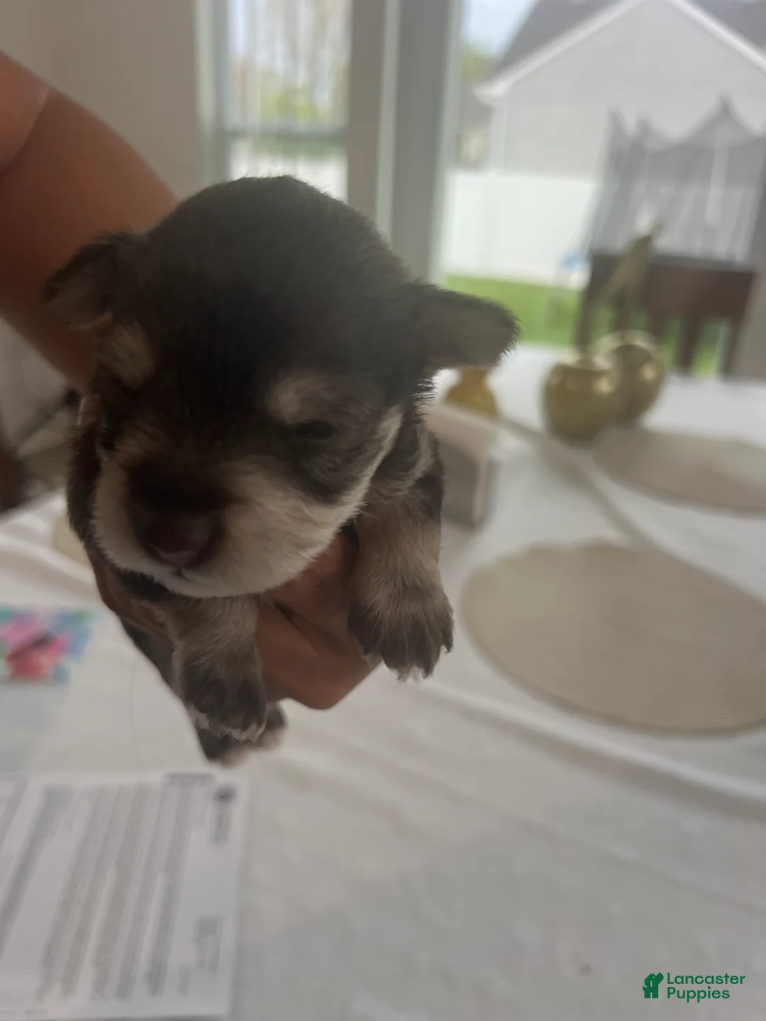 Miniature Schnauzer dogs for sale: Miniature Schnauzer Puppy 1 - Ad 1