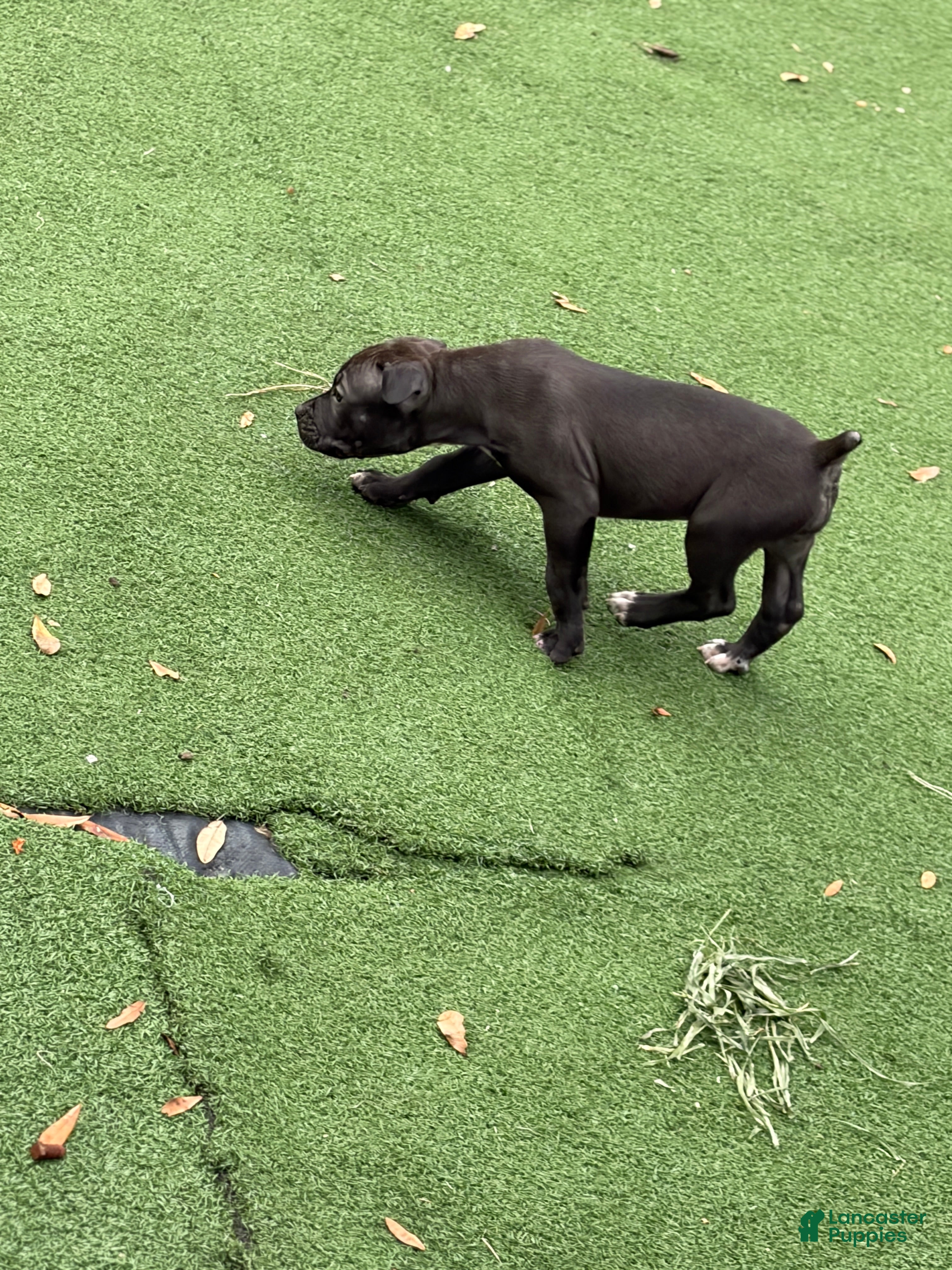 South African Boerboels dogs South African Boerboels 7 - Ad 2