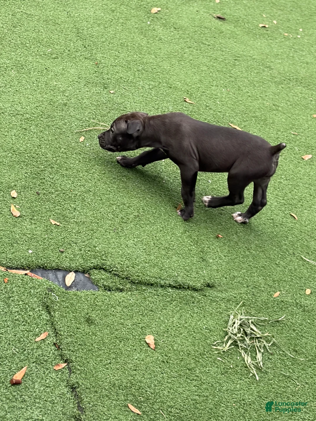 South African Boerboels dogs for sale: South African Boerboels 7 - Ad 2
