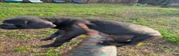 Cane Corso dogs for sale: Luna - Ad 2