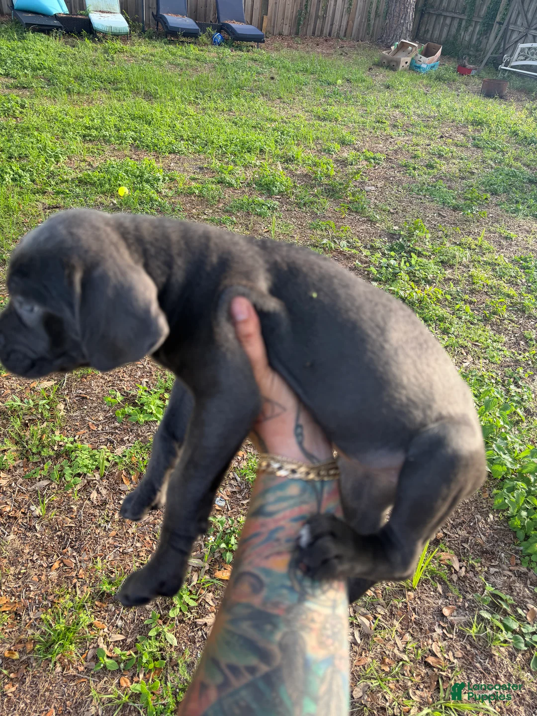 Cane Corso dogs for sale: Luna - Ad 2