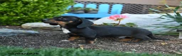 Miniature Dachshund dogs for sale: Ringo - Ad 5