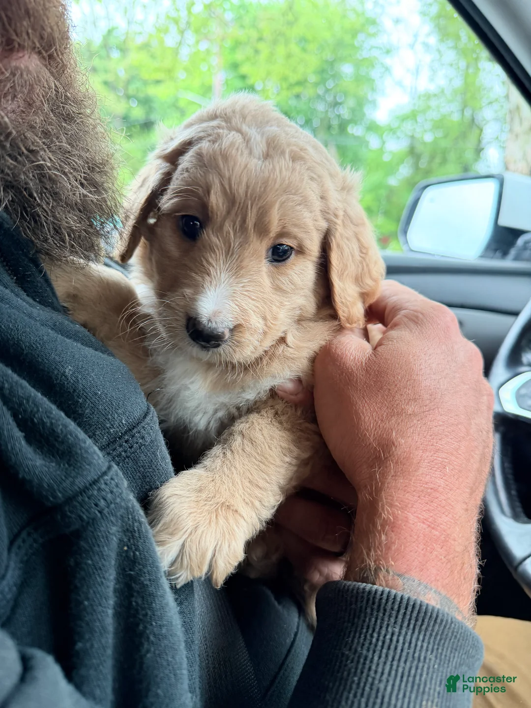 Double Doodle dogs for sale: Mocha  - Ad 1