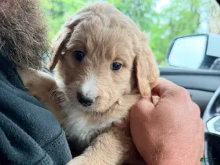 Double Doodle dogs for sale: Mocha - Ad 2