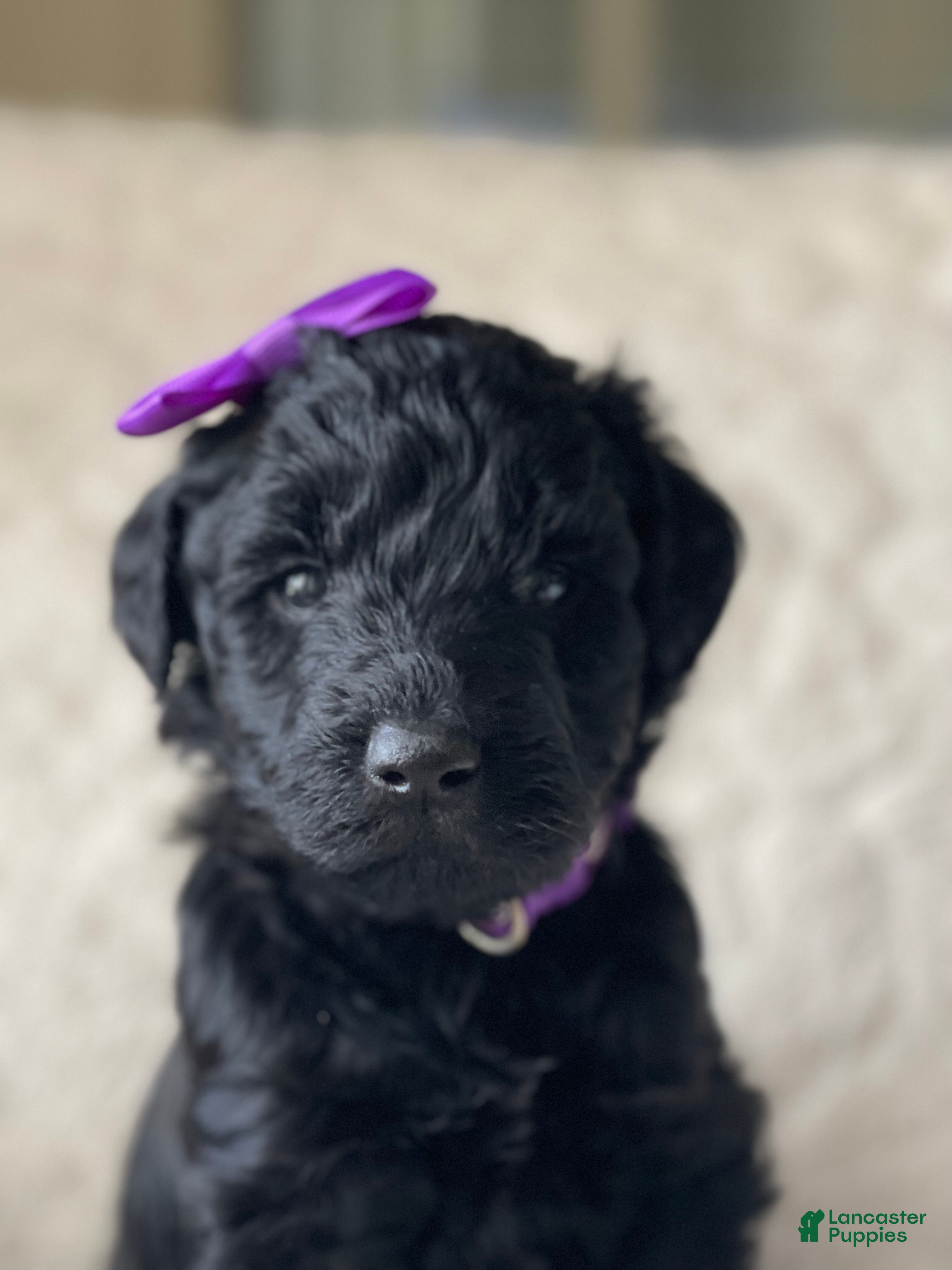 Goldendoodle dogs  Purple Collar Female - Ad 7