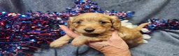 Maltipoo dogs for sale: Mindy (Female) - Ad 4