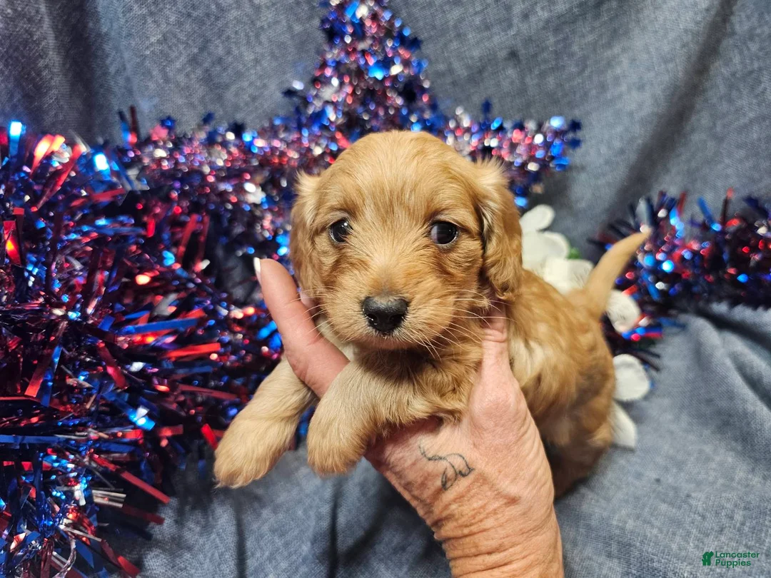 Maltipoo dogs for sale: Mindy (Female) - Ad 4