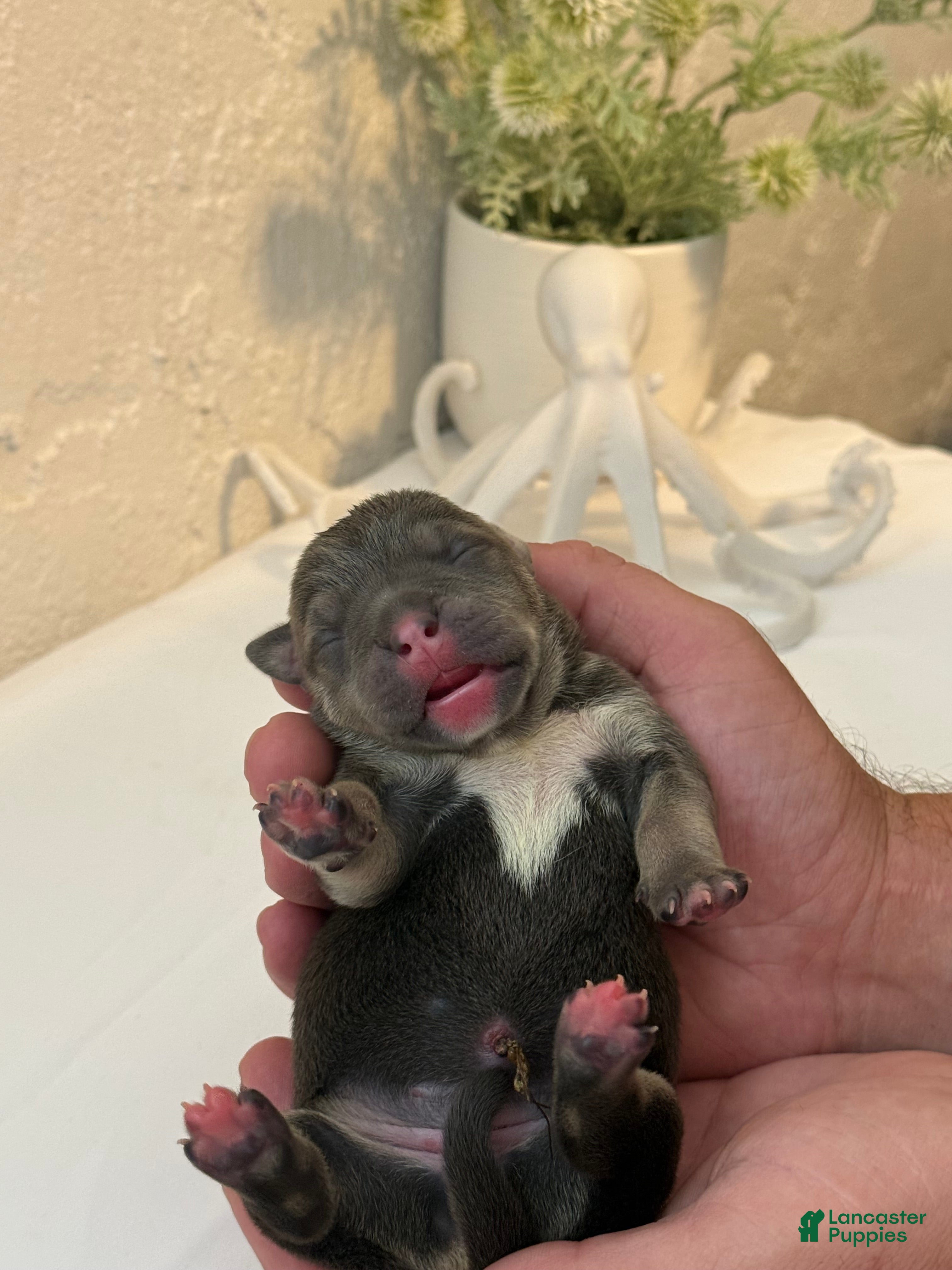 American Bully dogs Calypso  - Ad 1