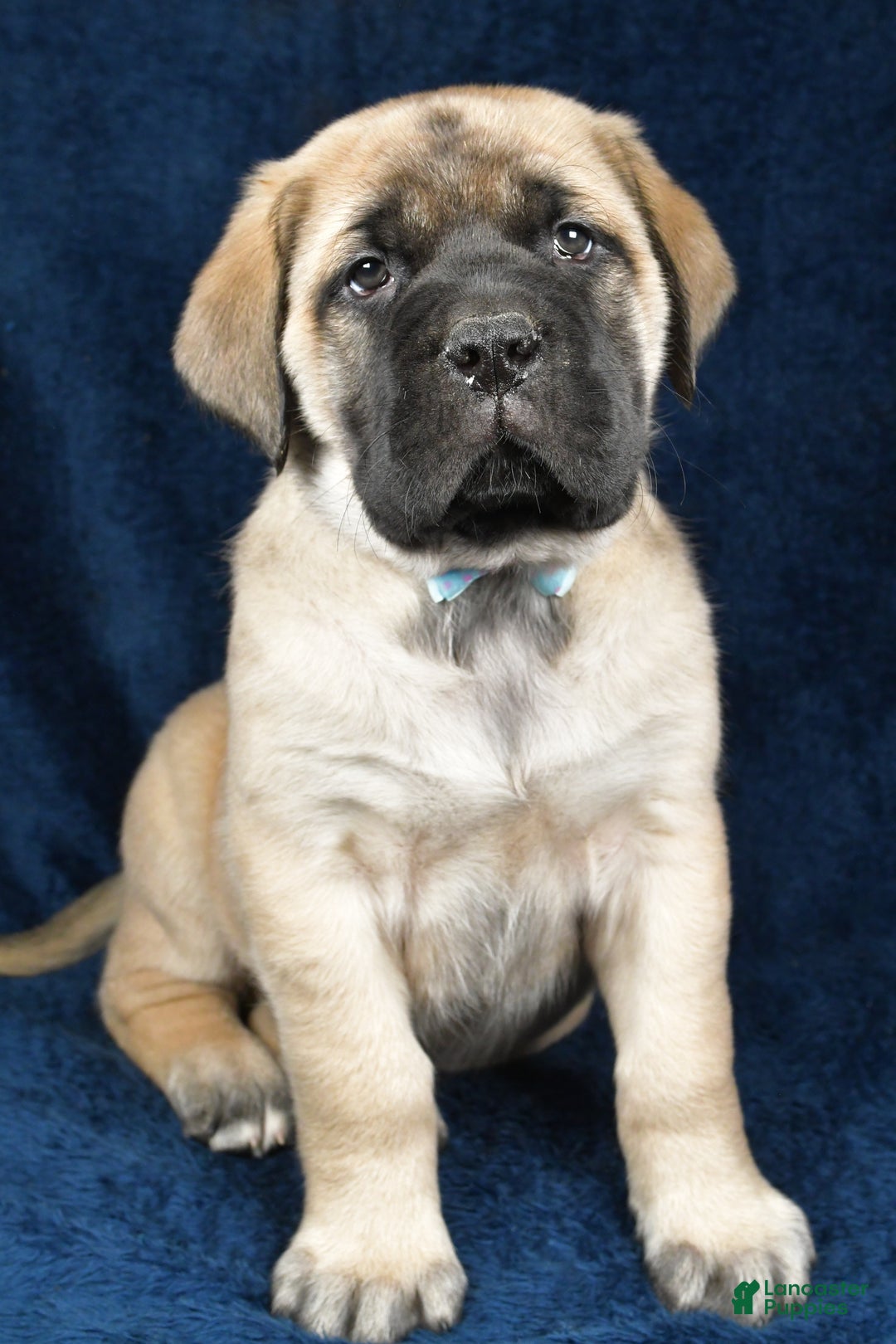 English Mastiff dogs for sale: Sylis - Ad 8