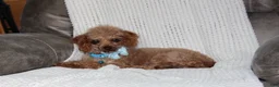 Cavapoochon dogs for sale: Millie - Ad 14