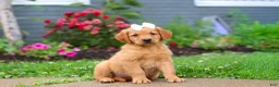 Golden Retriever dogs for sale: Beauty - Ad 4