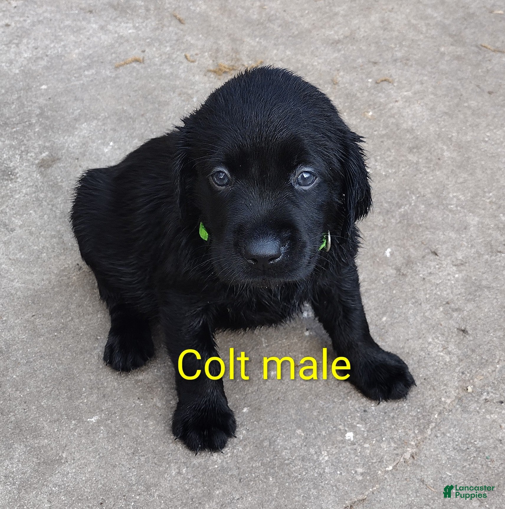 Labrador Retriever dogs Labrador Retriever Puppy 2 - Ad 5