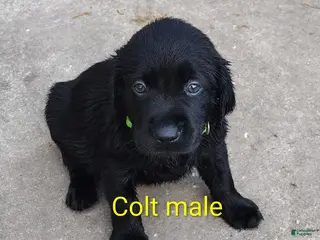 Labrador Retriever dogs Labrador Retriever Puppy 2 - Ad 5