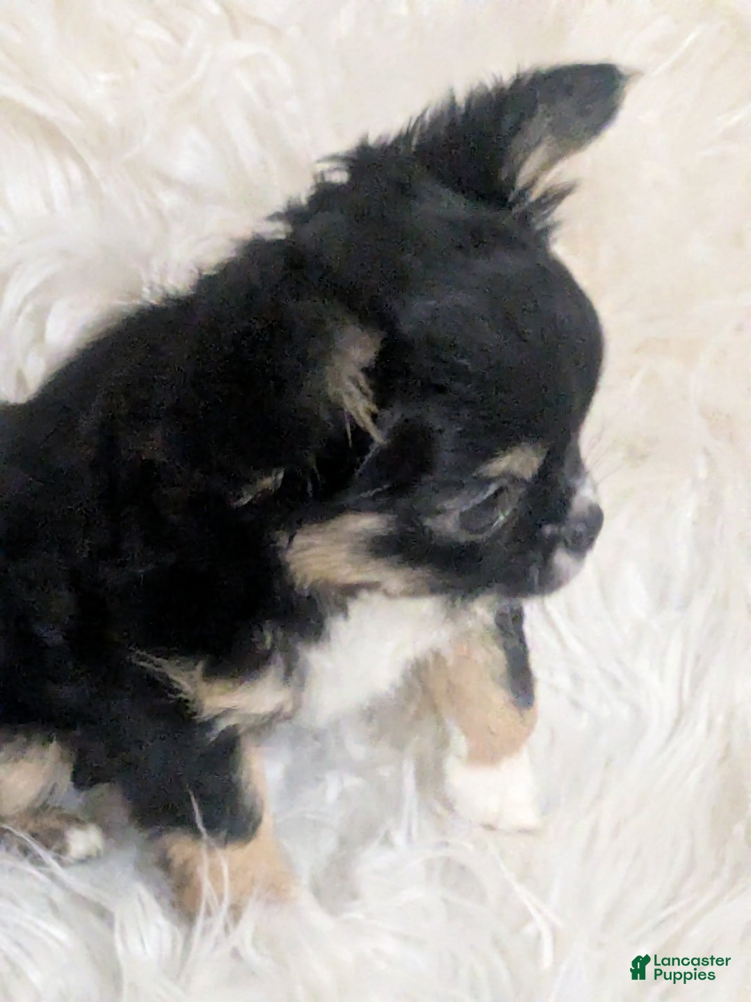 Chihuahua dogs for sale:  AKC Nilolai  - Ad 2