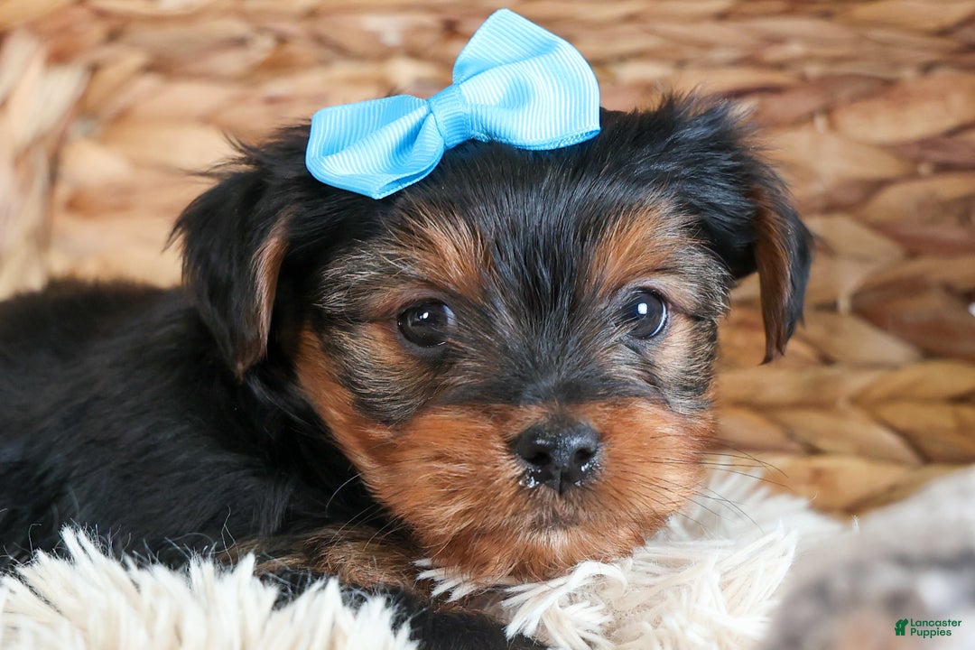 Yorkshire Terrier dogs for sale: CHARLIE - Ad 3