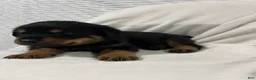 Rottweiler dogs for sale: bowser - Ad 5