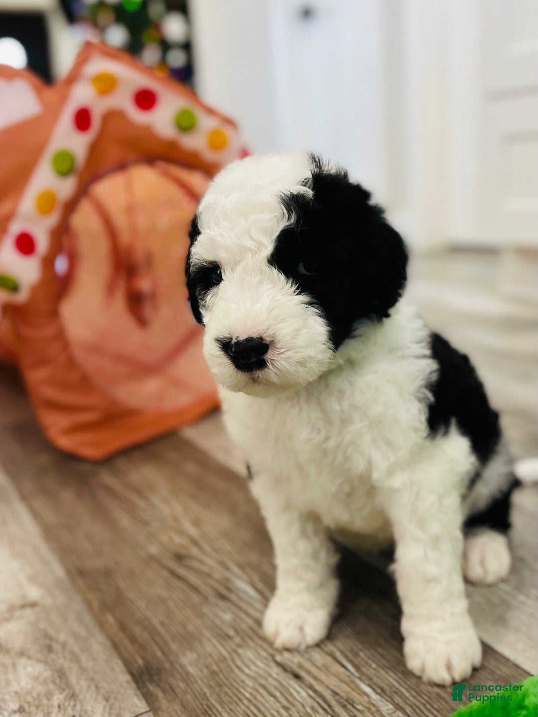 Sheepadoodle dogs for sale: Sheepadoodle Puppy 2 - Ad 5