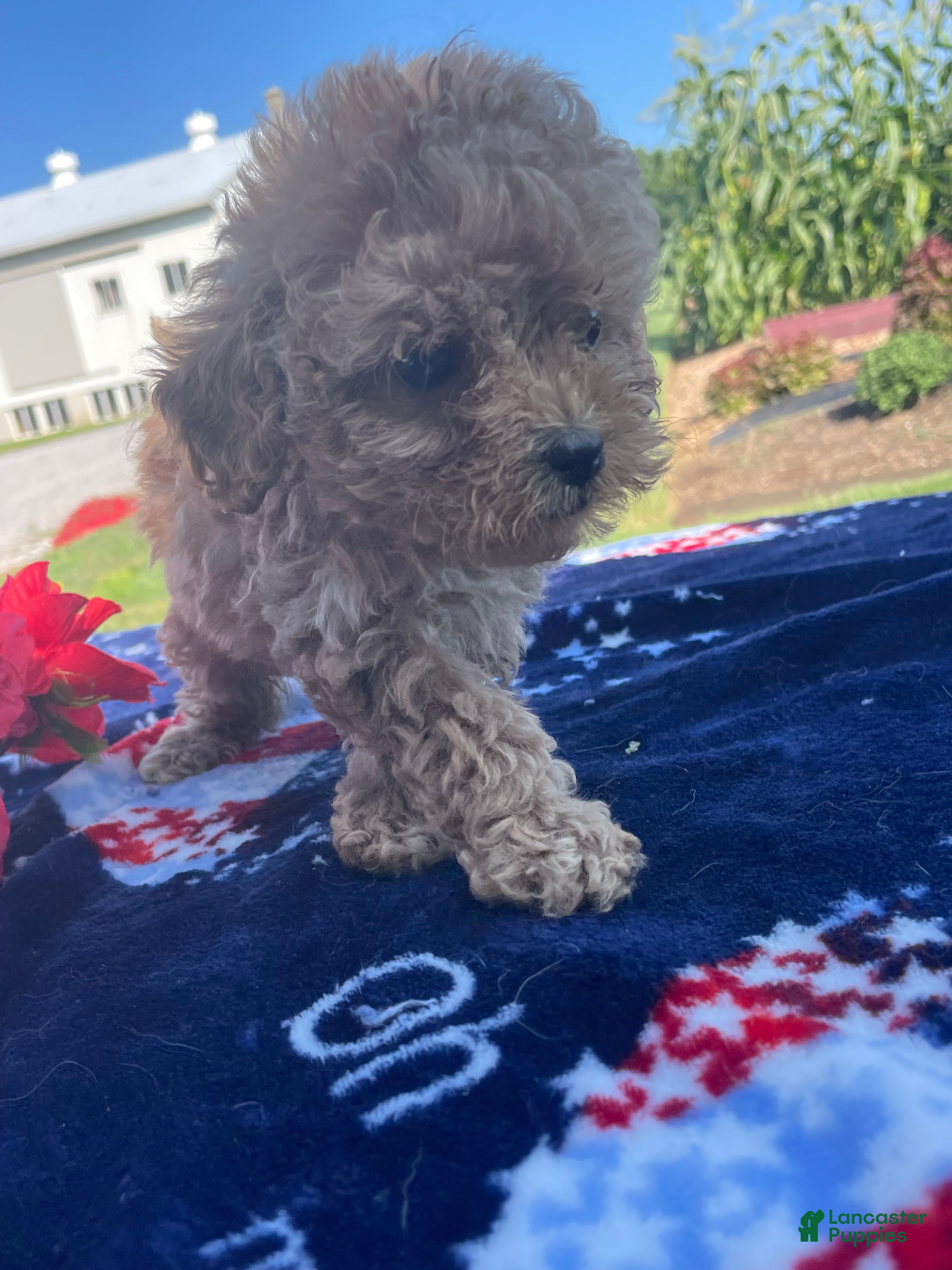 Yorkiepoo dogs Buster - Ad 39