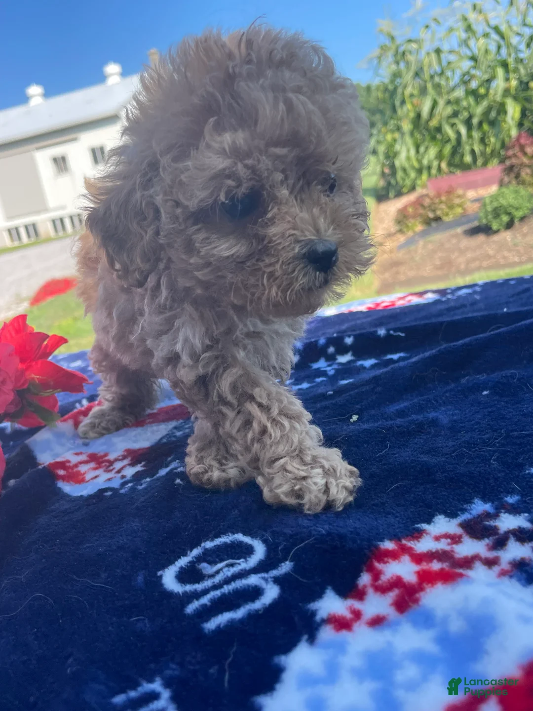 Yorkiepoo dogs for sale: Buster - Ad 1