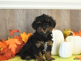 Yorkiepoo dogs - Ad 9