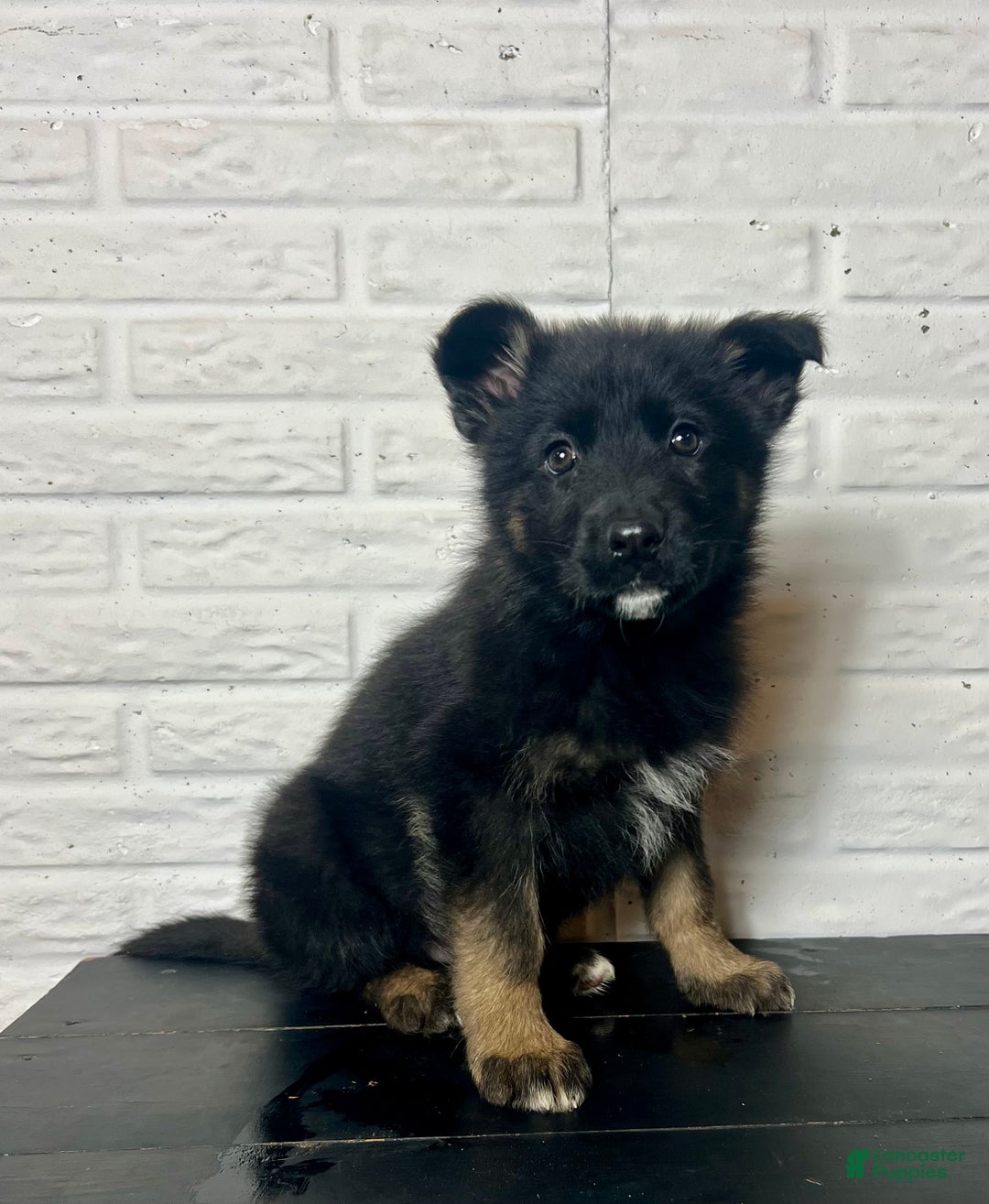 German Shepherd dogs for sale: Dasher - Ad 4