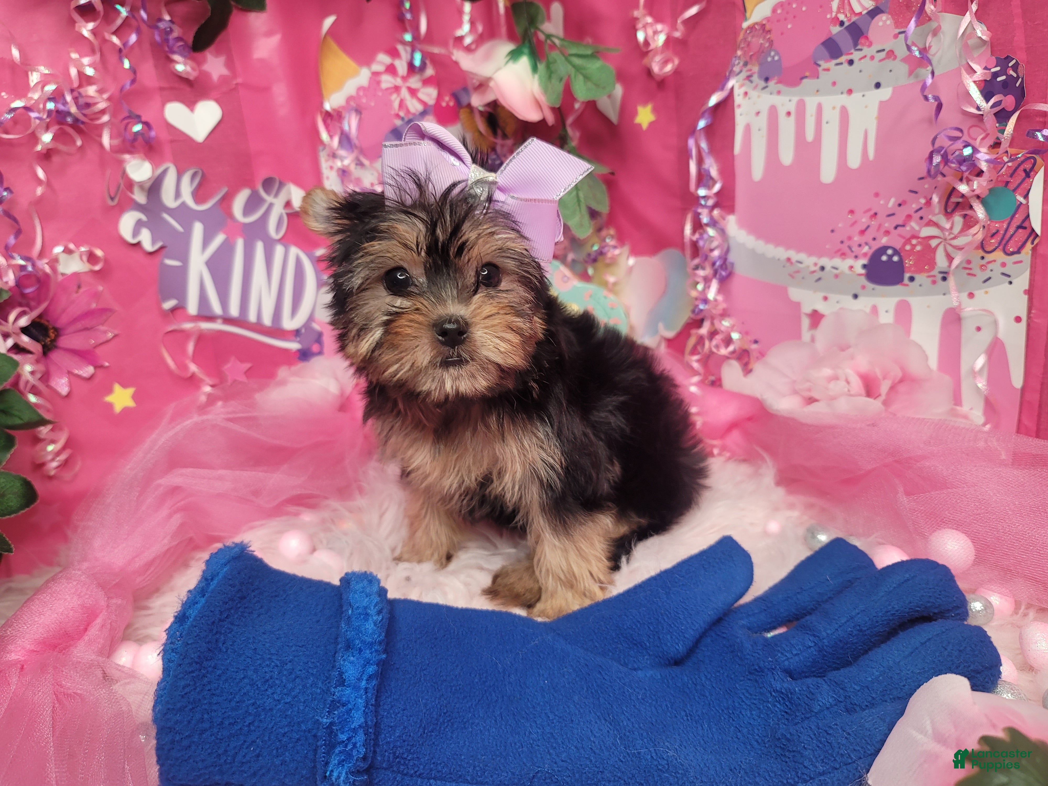 Yorkshire Terrier dogs Adorable - Ad 2