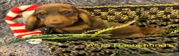 Miniature Dachshund dogs for sale: Miniature Dachshund Puppy 2 - Ad 5