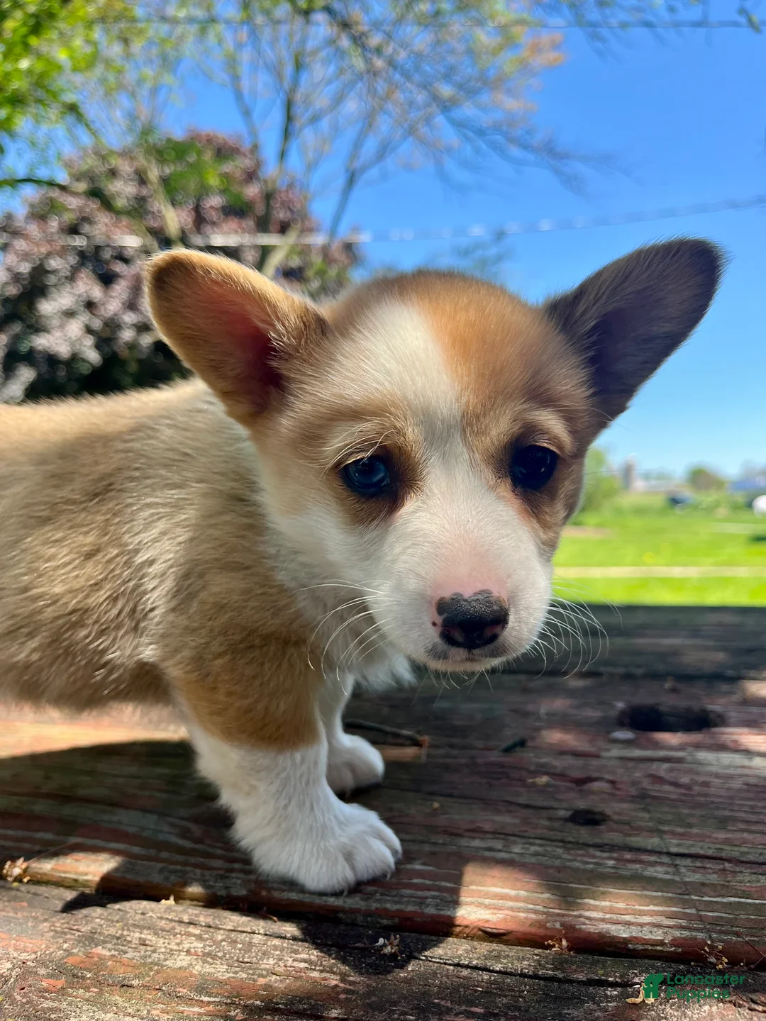 Welsh Corgi Pembroke dogs for sale: Molly - Ad 1