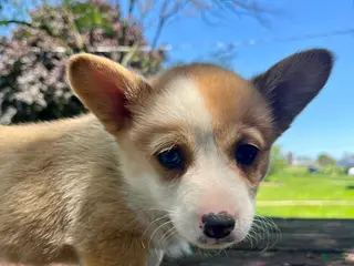 Welsh Corgi Pembroke dogs for sale: Molly - Ad 1