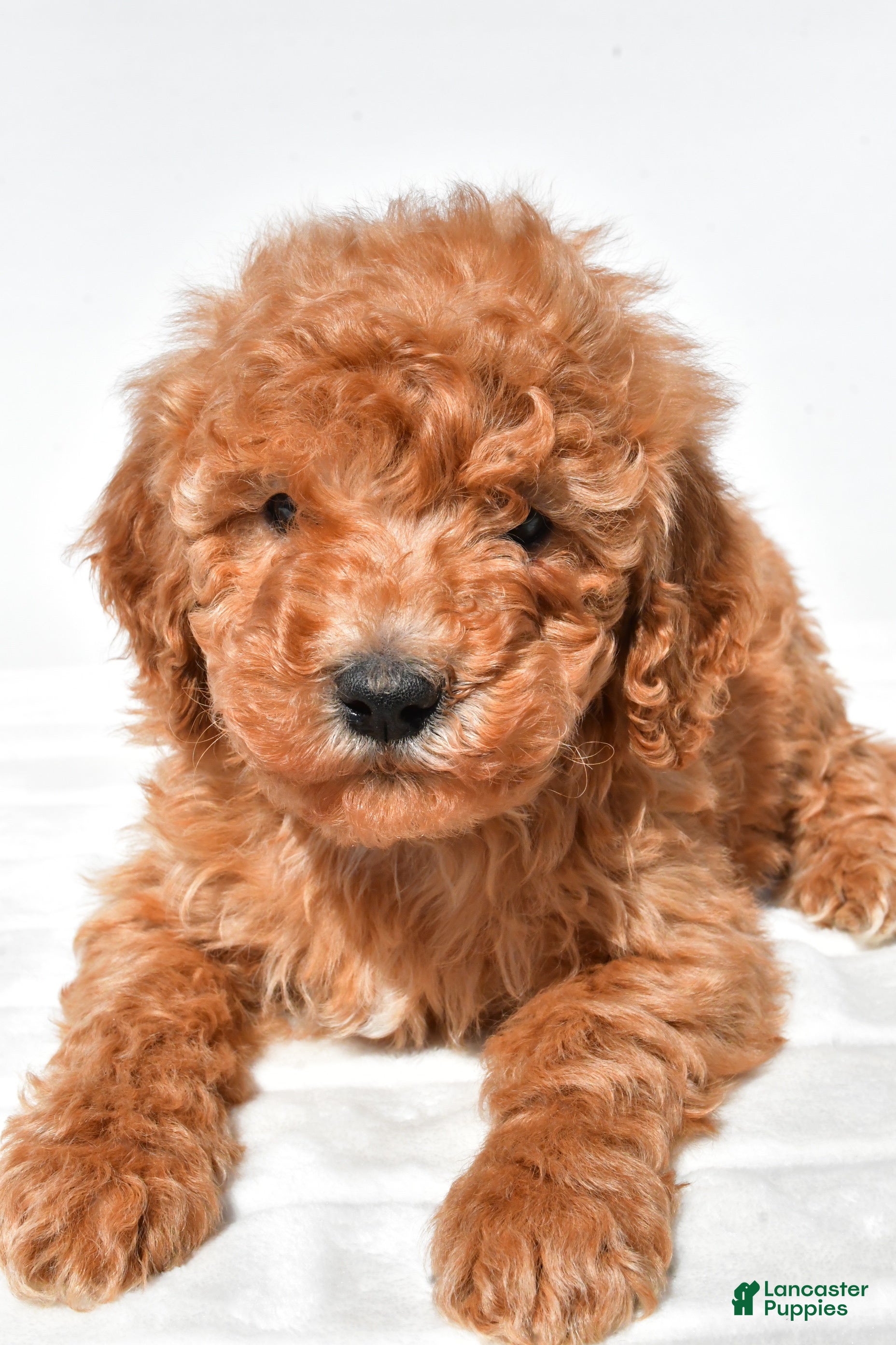 Mini Goldendoodle dogs Buster  - Ad 1