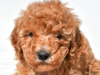 Mini Goldendoodle dogs for sale: Buster - Ad 4