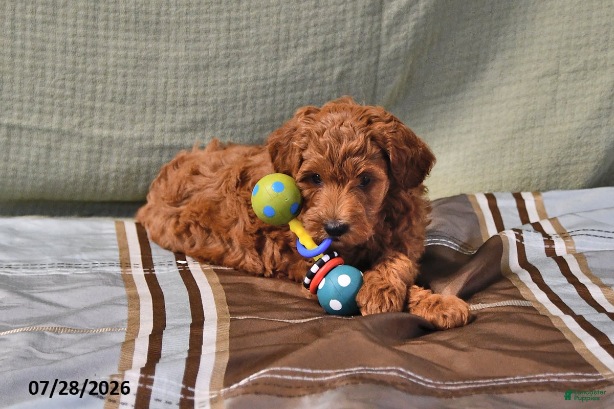 Goldendoodle dogs Daisy - Ad 1