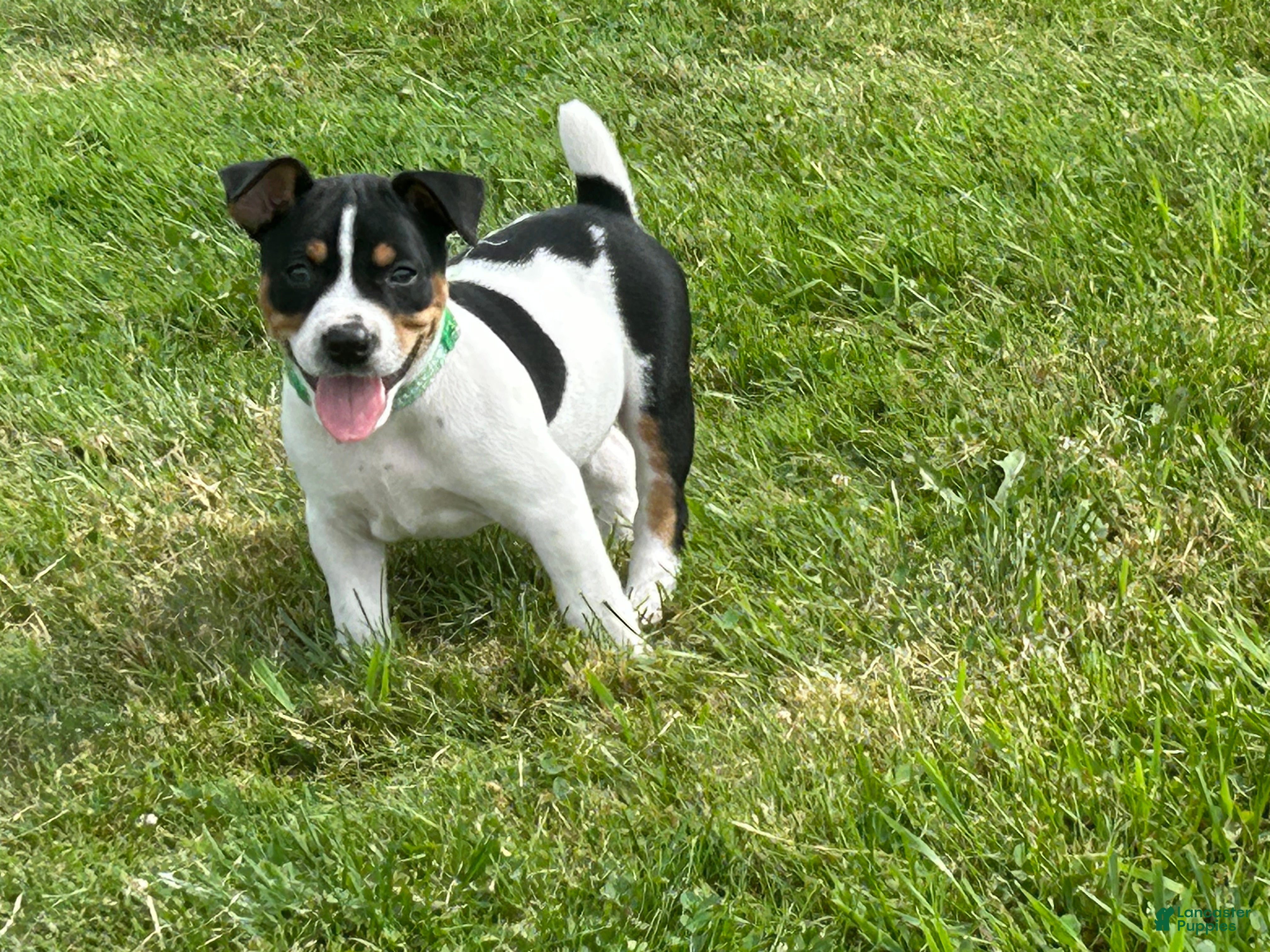 Rat Terrier dogs Old Dominion terrier George - Ad 2