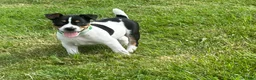 Rat Terrier dogs for sale: Old Dominion terrier George - Ad 2