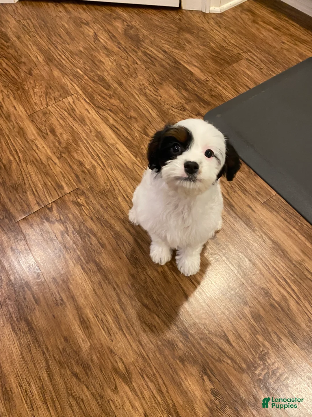 Cavapoo dogs for sale: Mocha  - Ad 3