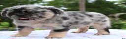 Mixed Breed dogs for sale: Ruby blue eyes merle - Ad 21
